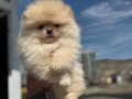 Köpek Çiftliğinden Ziyarete Açık Pomeranian Yavrular