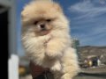 Köpek Çiftliğinden Ziyarete Açık Pomeranian Yavrular