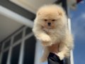 Köpek Çiftliğinden Ziyarete Açık Pomeranian Yavrular