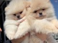 Köpek Çiftliğinden Ziyarete Açık Pomeranian Yavrular