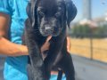 Ankarada ziyarete açık Labrador yavrularımız
