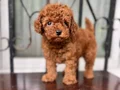 Köpek çiftliğinden redbrown toy poodle lar