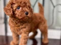 Köpek çiftliğinden redbrown toy poodle lar
