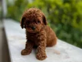 Köpek çiftliğinden redbrown toy poodle lar