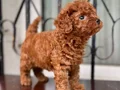 Köpek çiftliğinden redbrown toy poodle lar