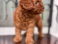 Köpek çiftliğinden redbrown toy poodle lar