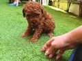Köpek çiftliğinden redbrown toy poodle lar