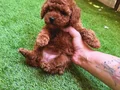 Köpek çiftliğinden redbrown toy poodle lar