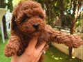 Köpek çiftliğinden redbrown toy poodle lar