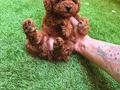 Köpek çiftliğinden redbrown toy poodle lar