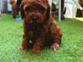 Köpek çiftliğinden redbrown toy poodle lar