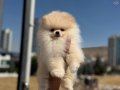Show Kalite Teddy Pomeranian Yavrularımız