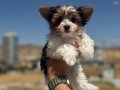 Petmode köpek çiftliğinde ziyarete açık morkie yavrular