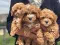 Köpek çiftliğinden kore maltipoo yavrular