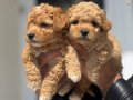 Köpek çiftliğinden kore maltipoo yavrular