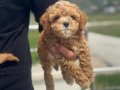 Köpek çiftliğinden kore maltipoo yavrular