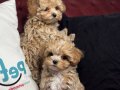 Köpek çiftliğinden kore maltipoo yavrular