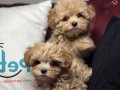 Petmode köpek çiftliğinden kore maltipoo yavrular