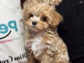 Köpek çiftliğinden kore maltipoo yavrular