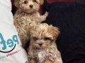 Köpek çiftliğinden kore maltipoo yavrular