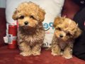 Köpek çiftliğinden kore maltipoo yavrular