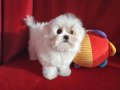 Show kalite kore kanı maltese yavrularımız ziyarete açık