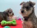Petmode Köpek Çifrliğinden Minyatür Schnauzer Yavrular