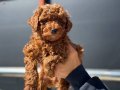 Canlı Görebileceğiniz Safkan Kızıl Toy Poodle Yavruları
