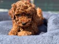 Canlı Görebileceğiniz Safkan Kızıl Toy Poodle Yavruları