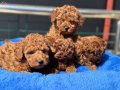 Canlı Görebileceğiniz Safkan Kızıl Toy Poodle Yavruları