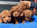 Canlı Görebileceğiniz Safkan Kızıl Toy Poodle Yavruları