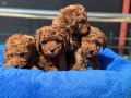 Canlı Görebileceğiniz Safkan Kızıl Toy Poodle Yavruları