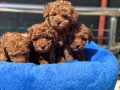 Canlı Görebileceğiniz Safkan Kızıl Toy Poodle Yavruları