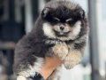Ayı Suratlı, Dolgun Kürklü 3 aylık Safkan Pomeranian Boo