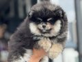 Ayı Suratlı, Dolgun Kürklü 3 aylık Safkan Pomeranian Boo