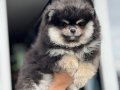 Ayı Suratlı, Dolgun Kürklü 3 aylık Safkan Pomeranian Boo