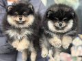 Ayı Suratlı, Dolgun Kürklü 3 aylık Safkan Pomeranian Boo