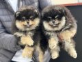 Ayı Suratlı, Dolgun Kürklü 3 aylık Safkan Pomeranian Boo