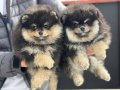 Ayı Suratlı, Dolgun Kürklü 3 aylık Safkan Pomeranian Boo