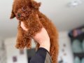 Tea Cup Kore Toy Poodle Yavrular