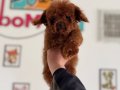 Tea Cup Kore Toy Poodle Yavrular
