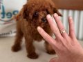 Tea Cup Kore Toy Poodle Yavrular