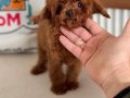 Tea Cup Kore Toy Poodle Yavrular
