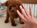 Tea Cup Kore Toy Poodle Yavrular