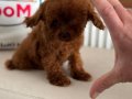 Tea Cup Kore Toy Poodle Yavrular