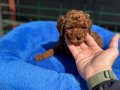 Tea Cup Kore Toy Poodle Yavrular