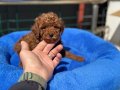 Tea Cup Kore Toy Poodle Yavrular