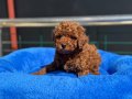Tea Cup Kore Toy Poodle Yavrular