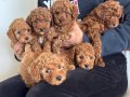 Oyuncu Çikolata Toy Poodle Yavruları