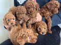 Oyuncu Çikolata Toy Poodle Yavruları